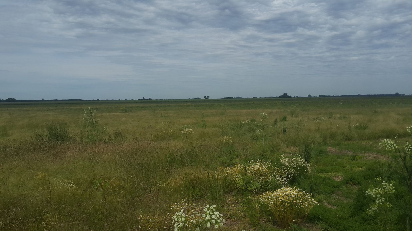 URIBURU Y LAS PALMERAS